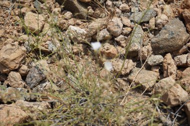 Nisan ayında beyaz çiçekli ve kabarık tohumlu Convolvulus virgatus büyür. Convolvulus virgatus, toynakgiller (Convolvulaceae) familyasından bir bitki türü. Wadi Wshee, Sharjah, BAE. 