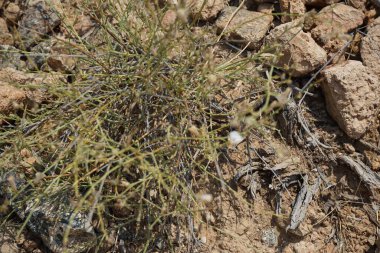 Nisan ayında beyaz çiçekli ve kabarık tohumlu Convolvulus virgatus büyür. Convolvulus virgatus, toynakgiller (Convolvulaceae) familyasından bir bitki türü. Wadi Wshee, Sharjah, BAE. 