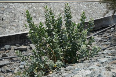 Calotropis procera Nisan 'da büyür. Calotropis procera, Apokinakeae familyasından bir bitki türü. Wadi Wshee, Sharjah, BAE. 