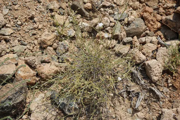 Nisan ayında beyaz çiçekli ve kabarık tohumlu Convolvulus virgatus büyür. Convolvulus virgatus, toynakgiller (Convolvulaceae) familyasından bir bitki türü. Wadi Wshee, Sharjah, BAE. 