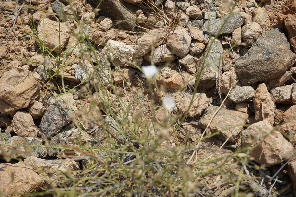 Nisan ayında beyaz çiçekli ve kabarık tohumlu Convolvulus virgatus büyür. Convolvulus virgatus, toynakgiller (Convolvulaceae) familyasından bir bitki türü. Wadi Wshee, Sharjah, BAE. 
