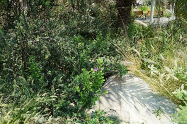 Nisan ayında Al Rafisah Barajı dinlenme yerinde löcophyllum frutescens pembe-mor çiçeklerle çiçek açar. Löcophyllum frutescens, Texas Ranger figwort ailesinde her zaman yemyeşil bir çalıdır. Wadi Wshee, Sharjah, BAE.