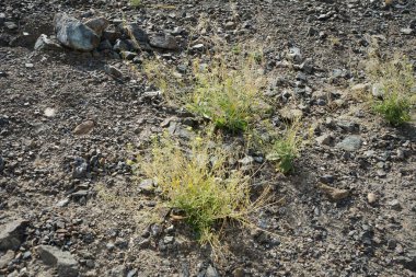 Nisan ayında dikardit eksen harra sarı çiçeklerle açar. Diplotaxis, Brassicaceae, Cruciferae familyasından bir bitki cinsidir. Wadi Wshee, Sharjah, BAE.