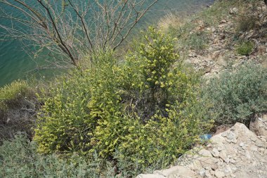 Wadi Wshee, Sharjah, Birleşik Arap Emirlikleri - 25 Nisan 2023: Ochradenus baccatus Delile, Syn. Ochradenus Rostratus, nisan ayında Hawd al Bid 'ah rezervuarının yakınında büyüyor. Ochradenus, Resedaceae familyasından bir bitki cinsidir..