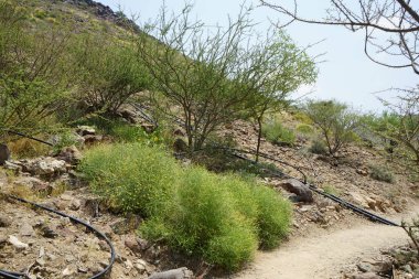 Ochradenus baccatus Delile, syn. Ochradenus Rostratus, Nisan ayında Hawd al Bid 'ah rezervuarının yakınında Vachellia Tortilis' in arka planında büyüyor. Ochradenus, Resedaceae familyasından bir bitki cinsidir. Wadi Wshee, Sharjah, BAE. 
