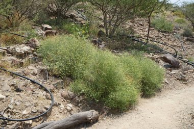 Ochradenus baccatus Delile, syn. Ochradenus Rostratus, Nisan ayında Hawd al Bid 'ah rezervuarının yakınında Vachellia Tortilis' in arka planında büyüyor. Ochradenus, Resedaceae familyasından bir bitki cinsidir. Wadi Wshee, Sharjah, BAE. 