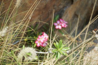 Adenyum obesum çiçekleri ve Cenchrus setaceus otları Nisan ayında Al Rafisah Barajı dinlenme alanında yetişir. Adenium obesum, Apocynoideae familyasından Nerieae kabilesine ait zehirli bir bitki türüdür. Wadi Wshee, BAE.