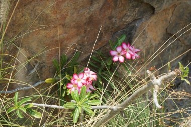 Adenyum obesum çiçekleri ve Cenchrus setaceus otları Nisan ayında Al Rafisah Barajı dinlenme alanında yetişir. Adenium obesum, Apocynoideae familyasından Nerieae kabilesine ait zehirli bir bitki türüdür. Wadi Wshee, BAE.