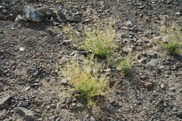 Nisan ayında dikardit eksen harra sarı çiçeklerle açar. Diplotaxis, Brassicaceae, Cruciferae familyasından bir bitki cinsidir. Wadi Wshee, Sharjah, BAE.