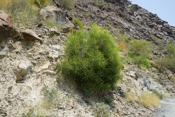 Ochradenus baccatus Delile, syn. Ochradenus rostratus, Nisan ayında sarı çiçeklerle çiçek açar. Ochradenus, Resedaceae familyasından bir bitki cinsidir. Wadi Wshee, Sharjah, BAE.  