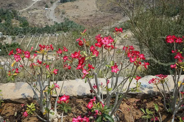 Adenyum obesum Nisan ayında Najd Al Maqsar tarihi köyünde yetişir. Adenium obesum, Apocynoideae familyasından Nerieae kabilesine ait zehirli bir bitki türüdür. Wadi Wshee, Sharjah, BAE.