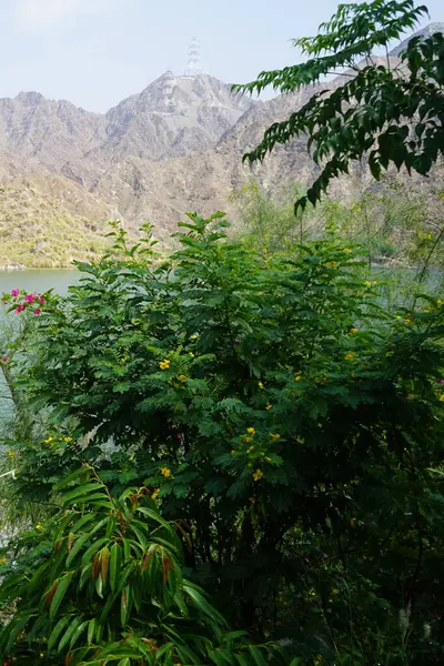 Senna surattensis, Bougainvillea glabra ve diğer bitkiler Nisan ayında Al Rafisah Barajı 'ndaki Hawd al Bid' ah rezervuarının kıyısında yetişir. Wadi Wshee, Sharjah, BAE.                               