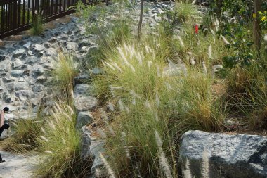Cenchrus setaceus otları nisanda yetişir. Cenchrus setaceus, Pennissetum setaceum, kırmızı fıskiyeler, uzun ömürlü bir ot sürüsüdür. Wadi Wshee, Sharjah, BAE. 
