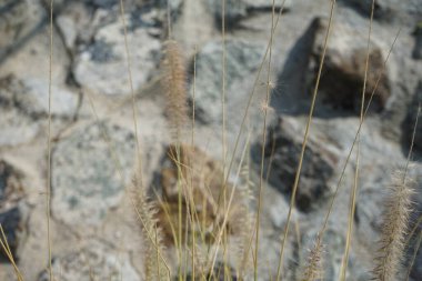 Cenchrus setaceus otları nisanda yetişir. Cenchrus setaceus, Pennissetum setaceum, kırmızı fıskiyeler, uzun ömürlü bir ot sürüsüdür. Wadi Wshee, Sharjah, BAE. 