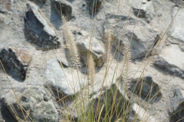 Cenchrus setaceus otları nisanda yetişir. Cenchrus setaceus, Pennissetum setaceum, kırmızı fıskiyeler, uzun ömürlü bir ot sürüsüdür. Wadi Wshee, Sharjah, BAE. 
