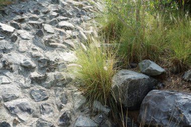Cenchrus setaceus otları nisanda yetişir. Cenchrus setaceus, Pennissetum setaceum, kırmızı fıskiyeler, uzun ömürlü bir ot sürüsüdür. Wadi Wshee, Sharjah, BAE. 