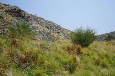 Cenchrus setaceus ve Cenchrus setaceus 