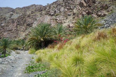 Cenchrus setaceus, Cenchrus setaceus 