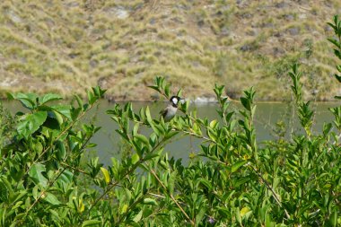 Pycnonotus leucotis kuşu, Al Rafisah Barajı 'ndaki Hawd al Bid' ah rezervuarının arka planında bir bitki dalında oturur. Beyaz kulaklı bülbül P. leucotis, Bulbul ailesinin bir üyesidir. Wadi Wshee, Sharjah, BAE.                    
