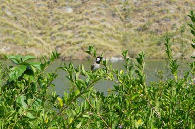 Pycnonotus leucotis kuşu, Al Rafisah Barajı 'ndaki Hawd al Bid' ah rezervuarının arka planında bir bitki dalında oturur. Beyaz kulaklı bülbül P. leucotis, Bulbul ailesinin bir üyesidir. Wadi Wshee, Sharjah, BAE.                    