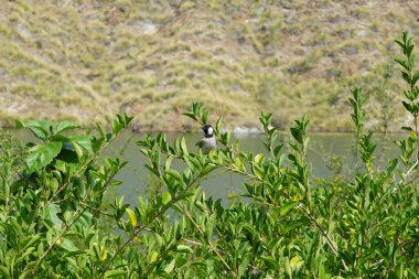 Pycnonotus leucotis kuşu, Al Rafisah Barajı 'ndaki Hawd al Bid' ah rezervuarının arka planında bir bitki dalında oturur. Beyaz kulaklı bülbül P. leucotis, Bulbul ailesinin bir üyesidir. Wadi Wshee, Sharjah, BAE.                    