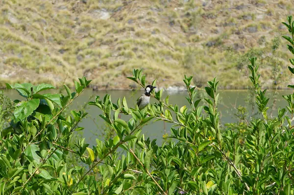 Pycnonotus leucotis kuşu, Al Rafisah Barajı 'ndaki Hawd al Bid' ah rezervuarının arka planında bir bitki dalında oturur. Beyaz kulaklı bülbül P. leucotis, Bulbul ailesinin bir üyesidir. Wadi Wshee, Sharjah, BAE.                    