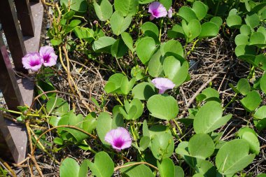 Ipomoea pes-caprae Nisan ayında Al Rafisah Barajı dinlenme alanında çiçek açar. Ipomoea pes-caprae, Bayhops, sahil sabah ihtişamı, demiryolu sarmaşığı veya keçi ayağı, Convolvulaceae familyasına ait yaygın bir pantropikal sarmaşıktır. Sharjah, BAE.