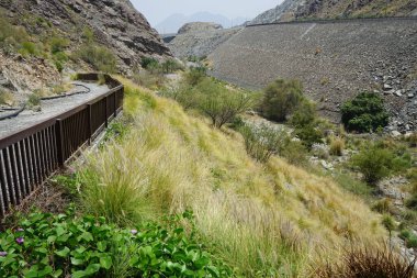 Cenchrus setaceus otu ve Ipomoea pes-caprae çiçekleri Nisan ayında Al Rafisah Barajı 'ndaki The Walk yakınlarında yetişir. Cenchrus setaceus, Pennissetum setaceum, kırmızı fıskiyeler, uzun ömürlü bir ot sürüsüdür. Wadi Wshee, Sharjah, BAE.  