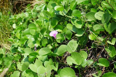 Cenchrus setaceus otu ve Ipomoea pes-caprae çiçekleri Nisan ayında Al Rafisah Barajı 'ndaki The Walk yakınlarında yetişir. Cenchrus setaceus, Pennissetum setaceum, kırmızı fıskiyeler, uzun ömürlü bir ot sürüsüdür. Wadi Wshee, Sharjah, BAE.  