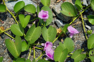 Ipomoea pes-caprae Nisan ayında Al Rafisah Barajı dinlenme alanında çiçek açar. Ipomoea pes-caprae, Bayhops, sahil sabah ihtişamı, demiryolu sarmaşığı veya keçi ayağı, Convolvulaceae familyasına ait yaygın bir pantropikal sarmaşıktır. Sharjah, BAE.