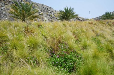 Cenchrus setaceus otları, Ipomoea pes-caprae çiçekleri ve Phoenix Dactylifera palmiyeleri Nisan ayında Al Rafisah Barajı 'ndaki Yürüyüş yakınlarında yetişir. Wadi Wshee, Sharjah, BAE.