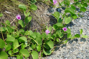 Cenchrus setaceus otu ve Ipomoea pes-caprae çiçekleri Nisan ayında Al Rafisah Barajı 'ndaki The Walk yakınlarında yetişir. Cenchrus setaceus, Pennissetum setaceum, kırmızı fıskiyeler, uzun ömürlü bir ot sürüsüdür. Wadi Wshee, Sharjah, BAE.  