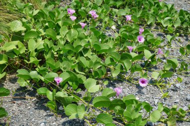 Cenchrus setaceus otu ve Ipomoea pes-caprae çiçekleri Nisan ayında Al Rafisah Barajı 'ndaki The Walk yakınlarında yetişir. Cenchrus setaceus, Pennissetum setaceum, kırmızı fıskiyeler, uzun ömürlü bir ot sürüsüdür. Wadi Wshee, Sharjah, BAE.  