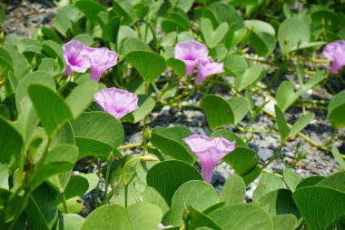 Ipomoea pes-caprae Nisan ayında Al Rafisah Barajı dinlenme alanında çiçek açar. Ipomoea pes-caprae, Bayhops, sahil sabah ihtişamı, demiryolu sarmaşığı veya keçi ayağı, Convolvulaceae familyasına ait yaygın bir pantropikal sarmaşıktır. Sharjah, BAE.