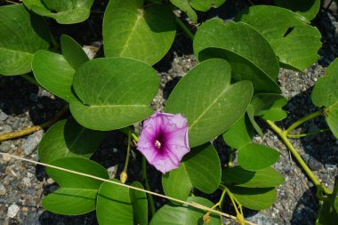 Ipomoea pes-caprae Nisan ayında Al Rafisah Barajı dinlenme alanında çiçek açar. Ipomoea pes-caprae, Bayhops, sahil sabah ihtişamı, demiryolu sarmaşığı veya keçi ayağı, Convolvulaceae familyasına ait yaygın bir pantropikal sarmaşıktır. Sharjah, BAE.
