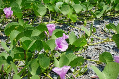 Ipomoea pes-caprae Nisan ayında Al Rafisah Barajı dinlenme alanında çiçek açar. Ipomoea pes-caprae, Bayhops, sahil sabah ihtişamı, demiryolu sarmaşığı veya keçi ayağı, Convolvulaceae familyasına ait yaygın bir pantropikal sarmaşıktır. Sharjah, BAE.