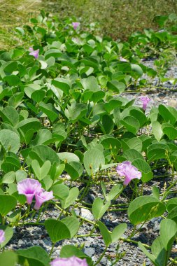Cenchrus setaceus otu ve Ipomoea pes-caprae çiçekleri Nisan ayında Al Rafisah Barajı 'ndaki The Walk yakınlarında yetişir. Cenchrus setaceus, Pennissetum setaceum, kırmızı fıskiyeler, uzun ömürlü bir ot sürüsüdür. Wadi Wshee, Sharjah, BAE.  