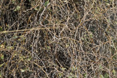 Nisan ayında bir Belenois aurota kelebeği Hawd al Bid 'ah rezervuarının yakınındaki bitkilerin üzerinden uçar. Belenois aurota, Pieridae familyasından küçük ve orta büyüklükte bir kelebek türü. Wadi Wshee, Sharjah, BAE.