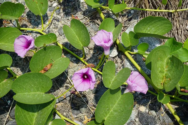 Ipomoea pes-caprae Nisan ayında Al Rafisah Barajı dinlenme alanında çiçek açar. Ipomoea pes-caprae, Bayhops, sahil sabah ihtişamı, demiryolu sarmaşığı veya keçi ayağı, Convolvulaceae familyasına ait yaygın bir pantropikal sarmaşıktır. Sharjah, BAE.