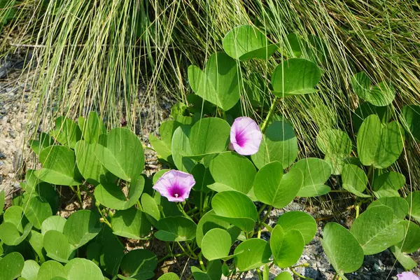 Cenchrus setaceus otu ve Ipomoea pes-caprae çiçekleri Nisan ayında Al Rafisah Barajı 'ndaki The Walk yakınlarında yetişir. Cenchrus setaceus, Pennissetum setaceum, kırmızı fıskiyeler, uzun ömürlü bir ot sürüsüdür. Wadi Wshee, Sharjah, BAE.  