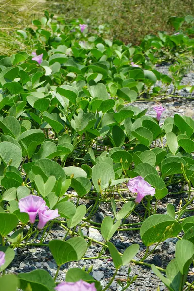 Cenchrus setaceus otu ve Ipomoea pes-caprae çiçekleri Nisan ayında Al Rafisah Barajı 'ndaki The Walk yakınlarında yetişir. Cenchrus setaceus, Pennissetum setaceum, kırmızı fıskiyeler, uzun ömürlü bir ot sürüsüdür. Wadi Wshee, Sharjah, BAE.  