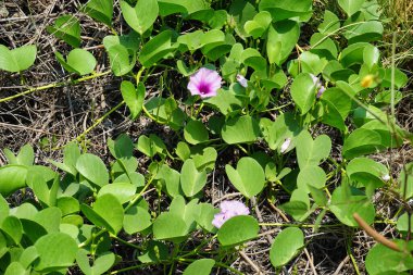 Ipomoea pes-caprae Nisan ayında Al Rafisah Barajı dinlenme alanında çiçek açar. Ipomoea pes-caprae, Bayhops, sahil sabah ihtişamı, demiryolu sarmaşığı veya keçi ayağı, Convolvulaceae familyasına ait yaygın bir pantropikal sarmaşıktır. Sharjah, BAE.