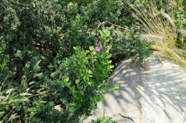 Nisan ayında Al Rafisah Barajı dinlenme yerinde löcophyllum frutescens pembe-mor çiçeklerle çiçek açar. Löcophyllum frutescens, Texas Ranger figwort ailesinde her zaman yemyeşil bir çalıdır. Wadi Wshee, Sharjah, BAE.                             