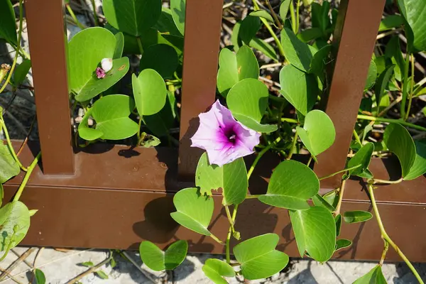 Ipomoea pes-caprae Nisan ayında Al Rafisah Barajı dinlenme alanında çiçek açar. Ipomoea pes-caprae, Bayhops, sahil sabah ihtişamı, demiryolu sarmaşığı veya keçi ayağı, Convolvulaceae familyasına ait yaygın bir pantropikal sarmaşıktır. Sharjah, BAE.