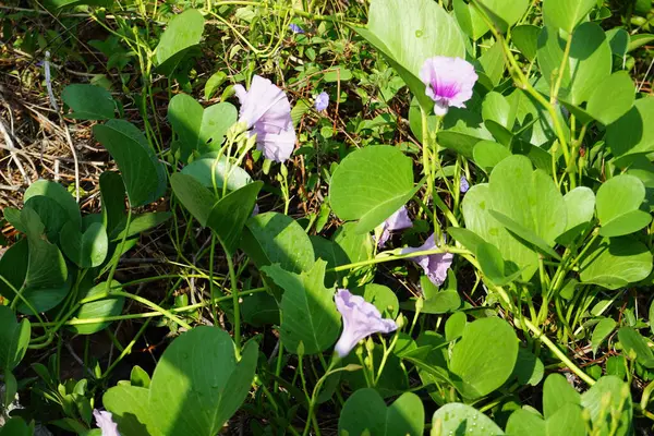 Ipomoea pes-caprae Nisan ayında Al Rafisah Barajı dinlenme alanında çiçek açar. Ipomoea pes-caprae, Bayhops, sahil sabah ihtişamı, demiryolu sarmaşığı veya keçi ayağı, Convolvulaceae familyasına ait yaygın bir pantropikal sarmaşıktır. Sharjah, BAE.