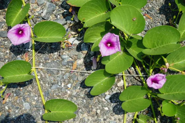 Ipomoea pes-caprae Nisan ayında Al Rafisah Barajı dinlenme alanında çiçek açar. Ipomoea pes-caprae, Bayhops, sahil sabah ihtişamı, demiryolu sarmaşığı veya keçi ayağı, Convolvulaceae familyasına ait yaygın bir pantropikal sarmaşıktır. Sharjah, BAE.