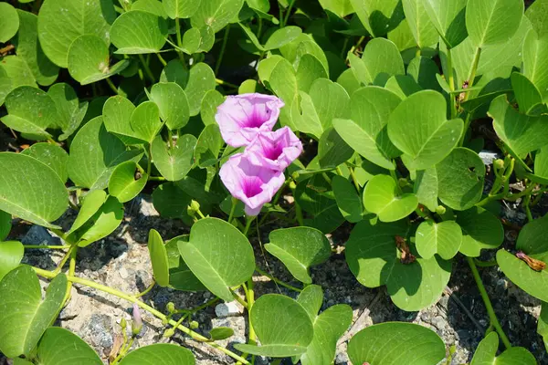 Ipomoea pes-caprae Nisan ayında Al Rafisah Barajı dinlenme alanında çiçek açar. Ipomoea pes-caprae, Bayhops, sahil sabah ihtişamı, demiryolu sarmaşığı veya keçi ayağı, Convolvulaceae familyasına ait yaygın bir pantropikal sarmaşıktır. Sharjah, BAE.