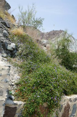 Jacquemontia pentanthos, Nisan ayında Najd Al Meqsar 'ın tarihi köyünde mor çiçeklerle çiçek açtı. Jacquemontia pentanthos, Convolvulaceae familyasından bir sarmaşık türü. Wadi Wshee, Sharjah, BAE. 