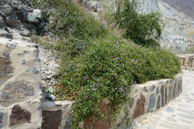 Jacquemontia pentanthos, Nisan ayında Najd Al Meqsar 'ın tarihi köyünde mor çiçeklerle çiçek açtı. Jacquemontia pentanthos, Convolvulaceae familyasından bir sarmaşık türü. Wadi Wshee, Sharjah, BAE. 