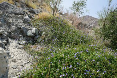 Jacquemontia pentanthos, Nisan ayında Najd Al Meqsar 'ın tarihi köyünde mor çiçeklerle çiçek açtı. Jacquemontia pentanthos, Convolvulaceae familyasından bir sarmaşık türü. Wadi Wshee, Sharjah, BAE. 